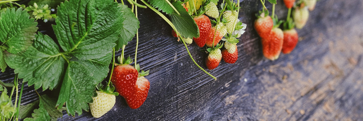 Why Are My Strawberry Leaves Turning Red And How Can I Prevent It? New Gardener