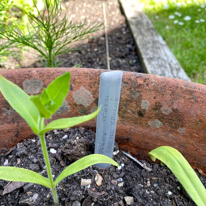 Tildenet Aluminium Plant Labels in a plant pot