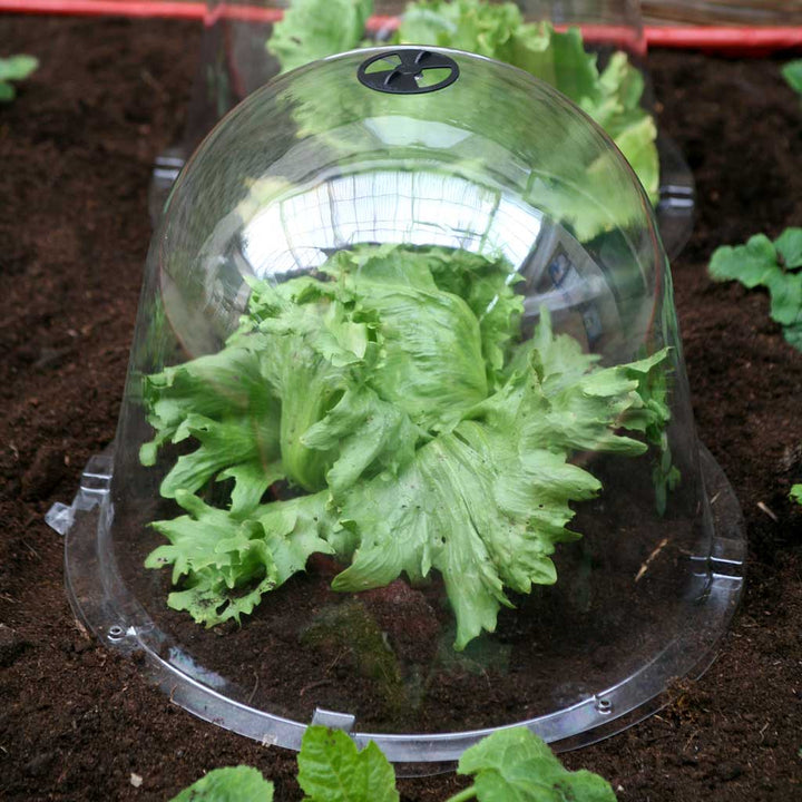 Haxnicks King Size Garden Cloche