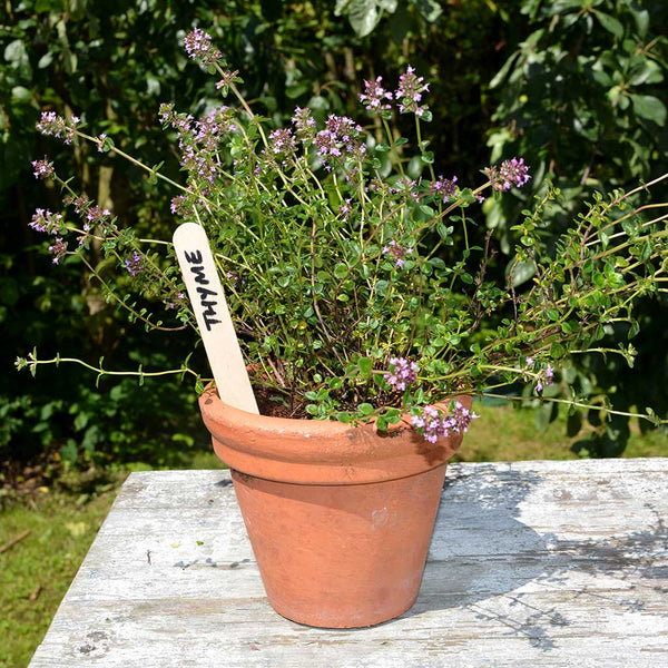 Tildenet 6" Wooden Plant Labels Wide (Pack of 25)