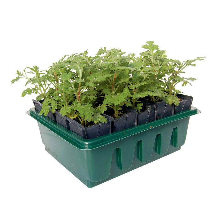 Haxnixcks Compact Root Trainer